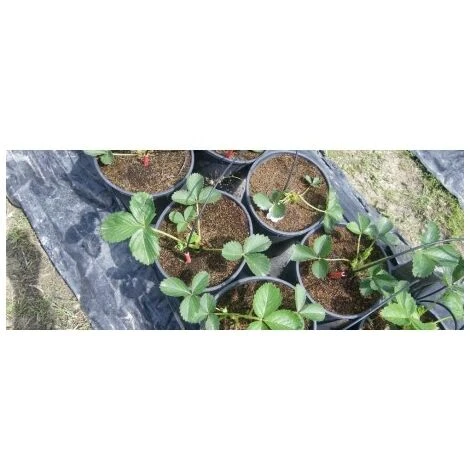 GLOBAL NETWORK Turbulence Goutteur 2,1 L / H IDrop. 500 Unites 2 GLOBAL NETWORK Turbulence Goutteur 2,1 L / H IDrop. 500 Unites – Image 2