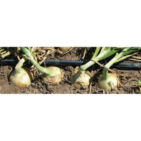 SUINGA Ruban D'irrigation Goutte à Goutte 16mm 500 Mts. 5 SUINGA Ruban D'irrigation Goutte à Goutte 16mm 500 Mts. – Image 5