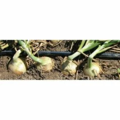 SUINGA Ruban D'irrigation Goutte à Goutte 16mm 500 Mts. Jauge D'épaisseur De Paroi De 8 Mil. Goutteurs 1,16 L/h Tous Les 30 Cm -Promos Arrosage automatique Magasin 42497815 5