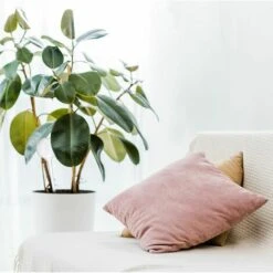 ILOVEMILAN Lot De 4 Balles Système D'arrosage à Double Semaines, Escamotable, Plantes En Plastique Transparent PVC, 8 Cm -Promos Arrosage automatique Magasin 54413597 3