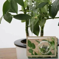 LLOVE Arrosage Automatique Bulbe Fleur Goutte à Goutte Dispositif Boule D'Arrosage Boule D'Arrosage Automatique Pour Plantes Intérieures Et Extérieures PVC Transparent 6 Pièces 8 LLOVE Arrosage Automatique Bulbe Fleur Goutte à Goutte Dispositif Boule D'Arrosage Boule D'Arrosage Automatique Pour Plantes Intérieures Et Extérieures PVC Transparent 6 Pièces -Promos Arrosage automatique Magasin 64870882 4