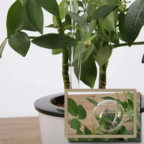 LLOVE Arrosage Automatique Bulbe Fleur Goutte à Goutte Dispositif Boule D'Arrosage Boule D'Arrosage Automatique Pour Plantes Intérieures Et Extérieures PVC Transparent 6 Pièces 4 LLOVE Arrosage Automatique Bulbe Fleur Goutte à Goutte Dispositif Boule D'Arrosage Boule D'Arrosage Automatique Pour Plantes Intérieures Et Extérieures PVC Transparent 6 Pièces – Image 4