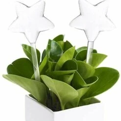 BAICCCF Kit D'arrosage Goutte à Goutte 2pcs Dispositifs D'arrosage Automatiques En Plastique Pour Plantes, Ampoules D'arrosage Goutte à Goutte Automatiques, Kits D'irrigation De Matériel, Bouteille D'arrosage à Auto-irrigation -Promos Arrosage automatique Magasin 65100850 3