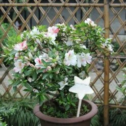 BAICCCF Kit D'arrosage Goutte à Goutte 2pcs Dispositifs D'arrosage Automatiques En Plastique Pour Plantes, Ampoules D'arrosage Goutte à Goutte Automatiques, Kits D'irrigation De Matériel, Bouteille D'arrosage à Auto-irrigation -Promos Arrosage automatique Magasin 65100850 5