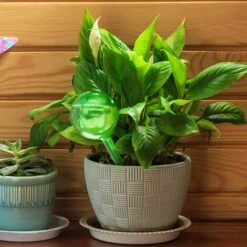 MONLY 3 Pièces Globes D'arrosage, Automatique Bulbes D'Arrosage Goutte à Goutte, Kits D'irrigation Matériel D'arrosage Automatique Pour Plantes,verte,Fonepro 9 MONLY 3 Pièces Globes D'arrosage, Automatique Bulbes D'Arrosage Goutte à Goutte, Kits D'irrigation Matériel D'arrosage Automatique Pour Plantes,verte,Fonepro -Promos Arrosage automatique Magasin 67667579 5